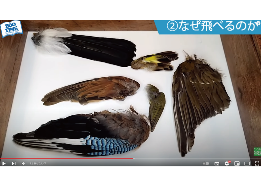 野鳥 鳥の羽根 翼 標本 - 素材/材料