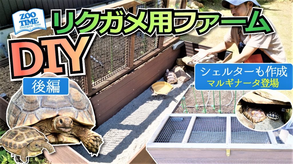 リクガメ 飼育ケージセット【こん様専用】 - 爬虫類/両生類用品