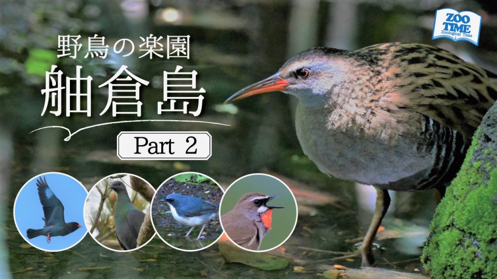 舳倉島、野鳥、ズータイム、ズータイムチャンネル、輪島市