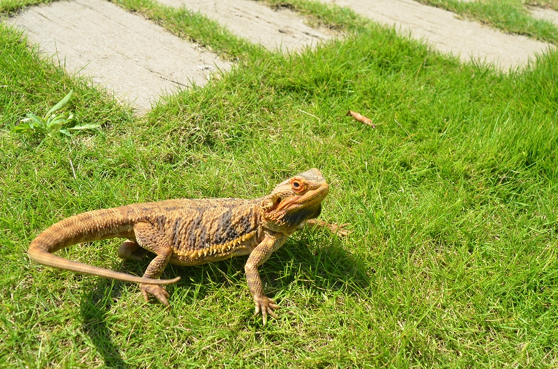 フトアゴヒゲトカゲの飼育繁殖方法 | ZOOTIME