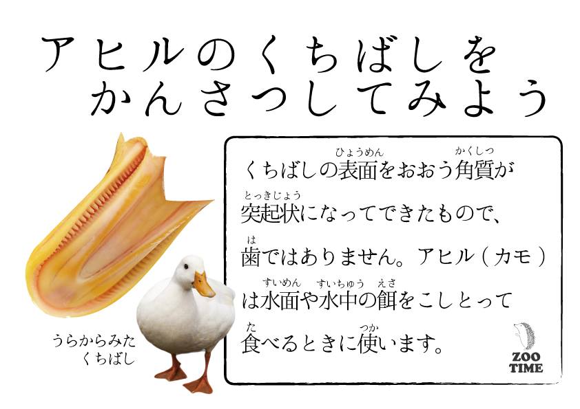 コールダックとアヒルを比較 | ZOOTIME