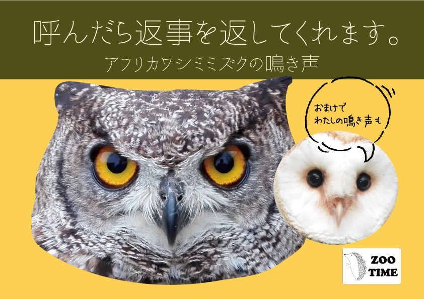アフリカワシミミズク、返事を必ず返してくれます。 | ZOOTIME
