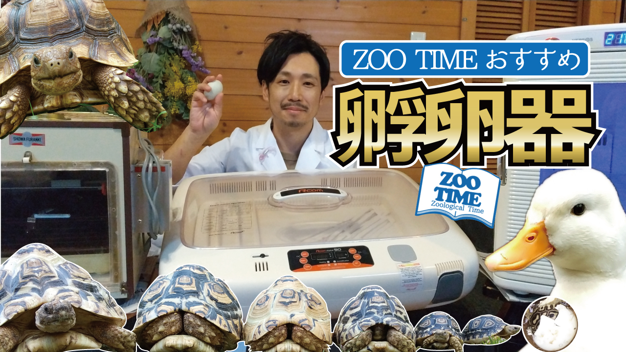 鳥類・爬虫類用】ZOO TIMEおすすめ孵卵器TOP3 メリットやデメリットも具体的にご紹介 | ZOOTIME | ZOOTIME