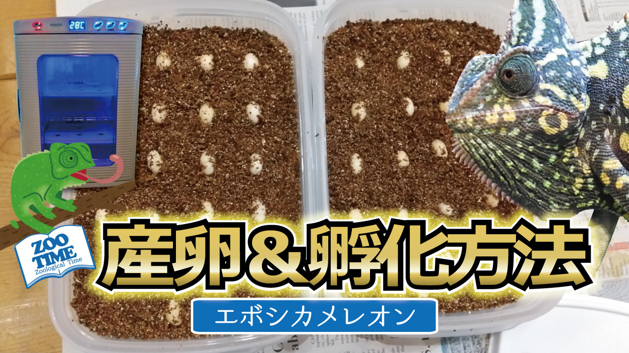 ☆必ず知っておくべき【カメレオン産卵＆孵化方法】産卵ケージ、孵卵器（冷温庫を活用）、孵化温度＆日数などを採卵しながらご紹介 | ZOOTIME |  ZOOTIME