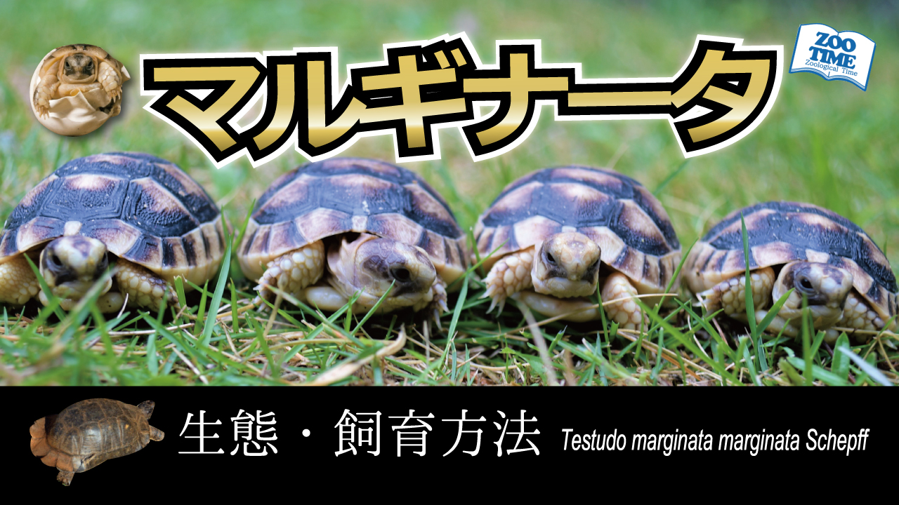 りくがめ フチゾリリクガメ | 動物図鑑 | ZFC.jp