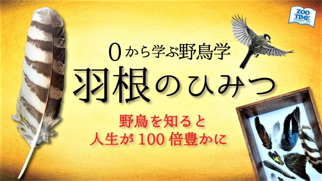 野鳥学、藤井匠也、動物教育講演家、ズータイム園長、zootime、野鳥観察、野鳥の授業、講演会講師、大学講義 | ZOOTIME
