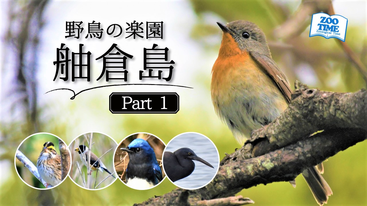 舳倉島、野鳥、ズータイム、ズータイムチャンネル、野鳥少年ハル、野鳥博士、天才キッズ、Ｎｉｋｏｎ、ｄ500、ｚ8、藤井匠也、ズータイムチャンネル、 |  ZOOTIME