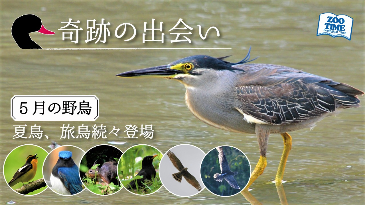 NikonD500、野鳥観察、野鳥撮影、ササゴイ、ツクシガモ、河北潟、石川県、バードウォッチング、野鳥少年ハル、小学生バーダー、藤井匠也、動物教育講演家、園長、大学講義、動物専門学校講義、  | ZOOTIME