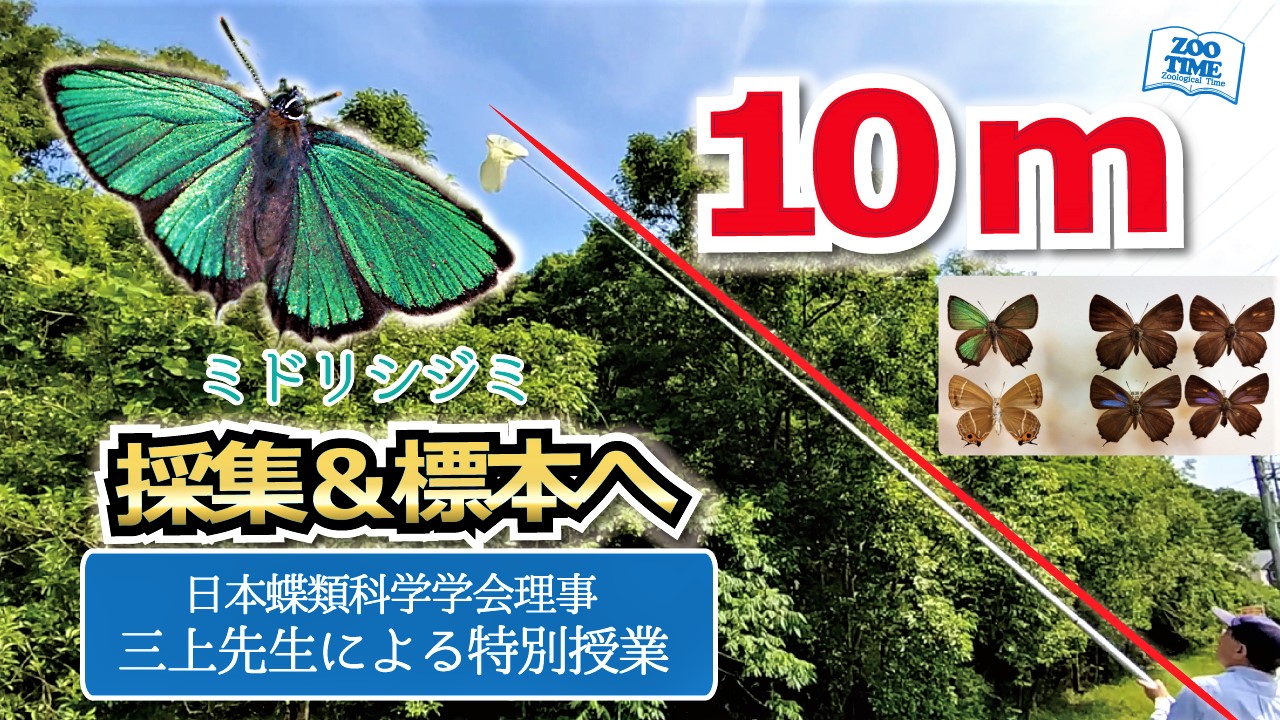 ミドリシジミ、昆虫の専門家、三上秀彦、日本蝶類科学学会
