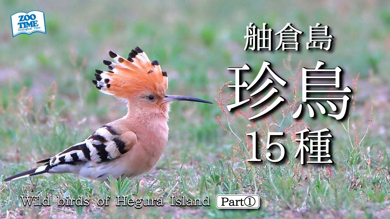 CD「ネイチャーコンサートシリーズ~世界の野鳥たち/オーストラリアの珍鳥たち」 第12室 世界の珍鳥 | つやま自然のふしぎ館