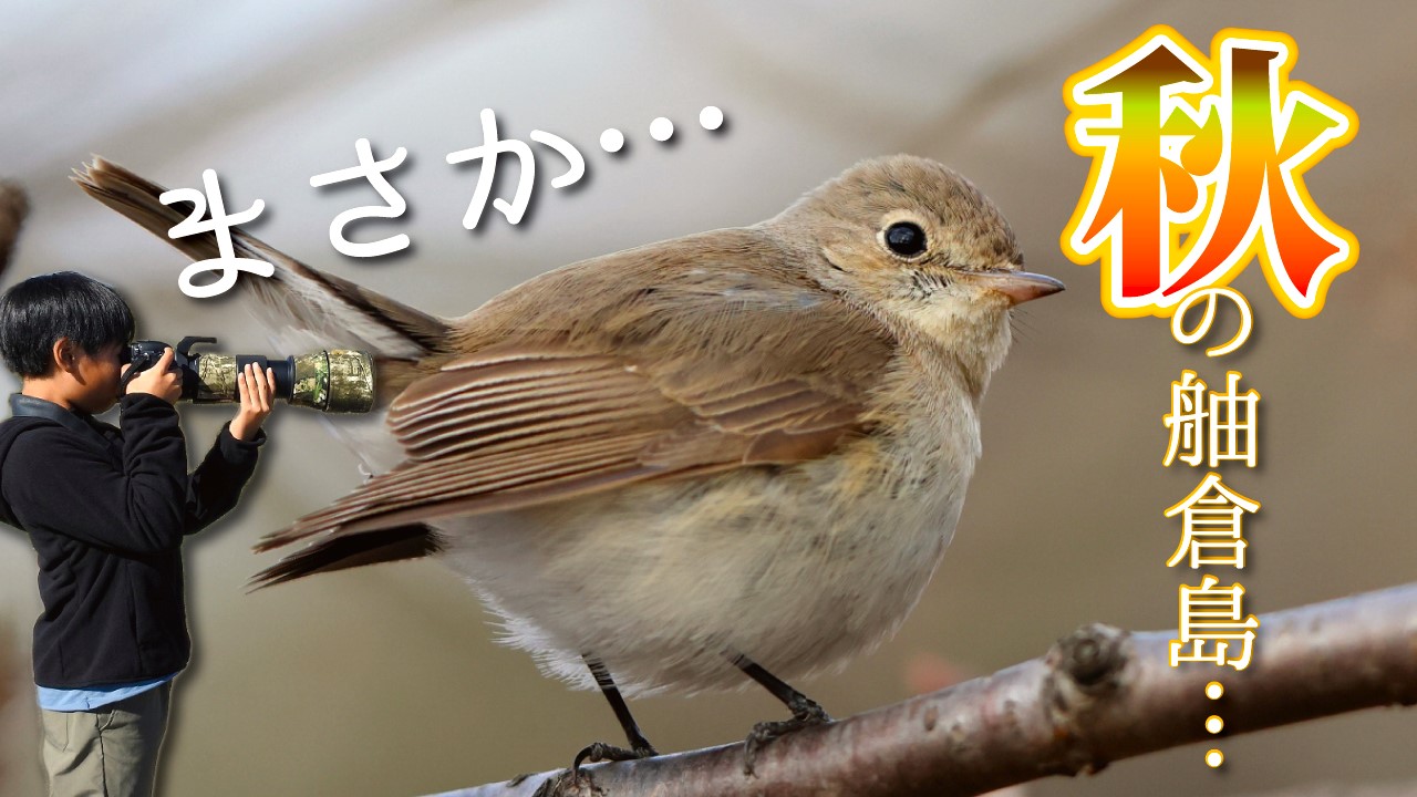 51野鳥観察】秋の舳倉島へ…まさかのまさかで素敵な野鳥たちと