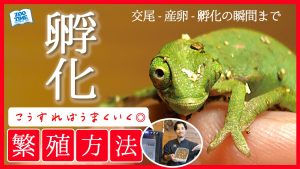 【繁殖成功】エボシカメレオンの赤ちゃん誕生！孵化方法と成功のコツを全公開